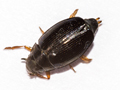Gyrinus marinus